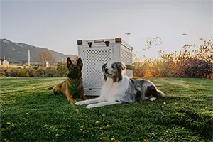 Pet products